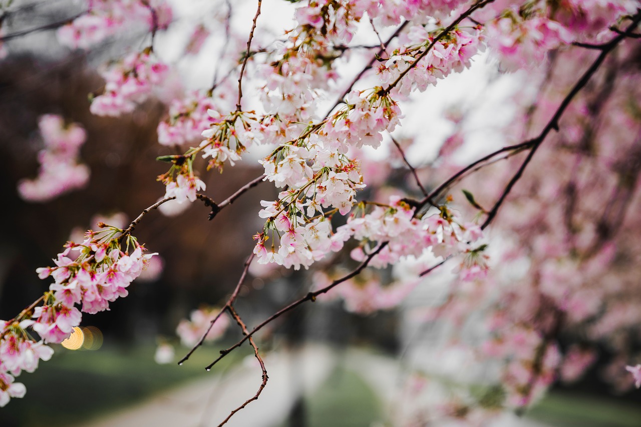 pink flower blossoms free photo