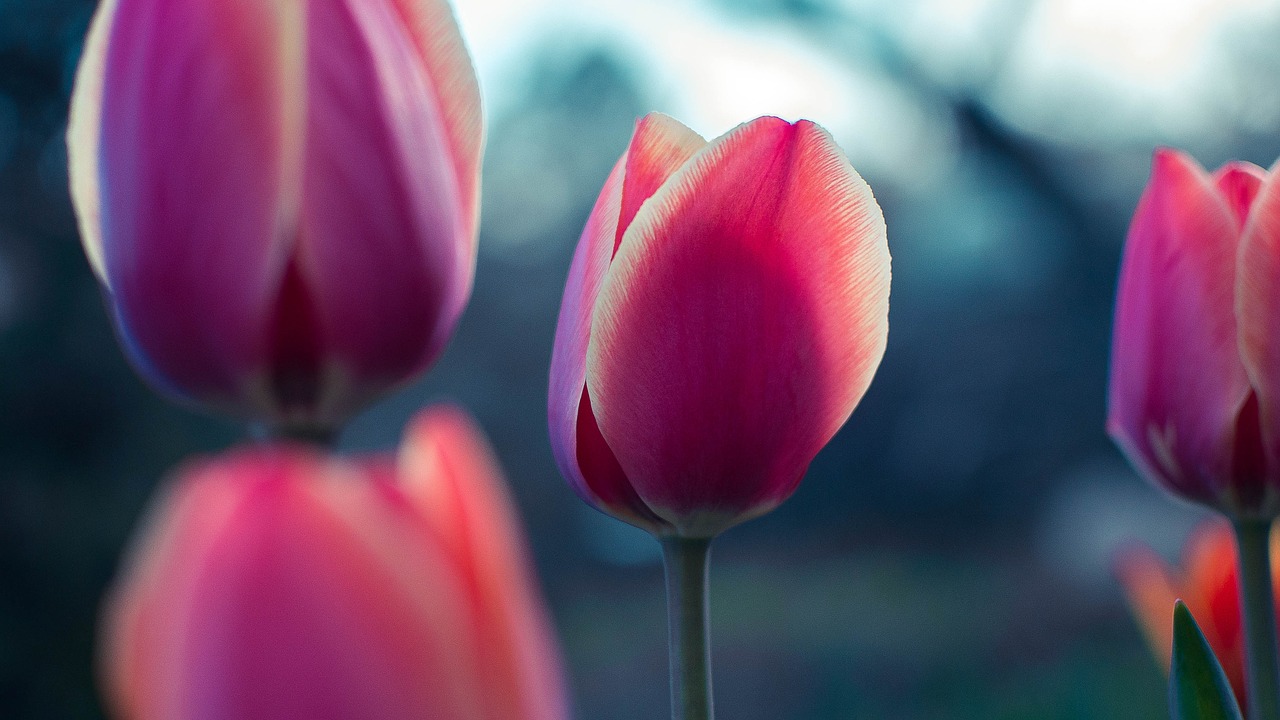 pink tulip flower free photo