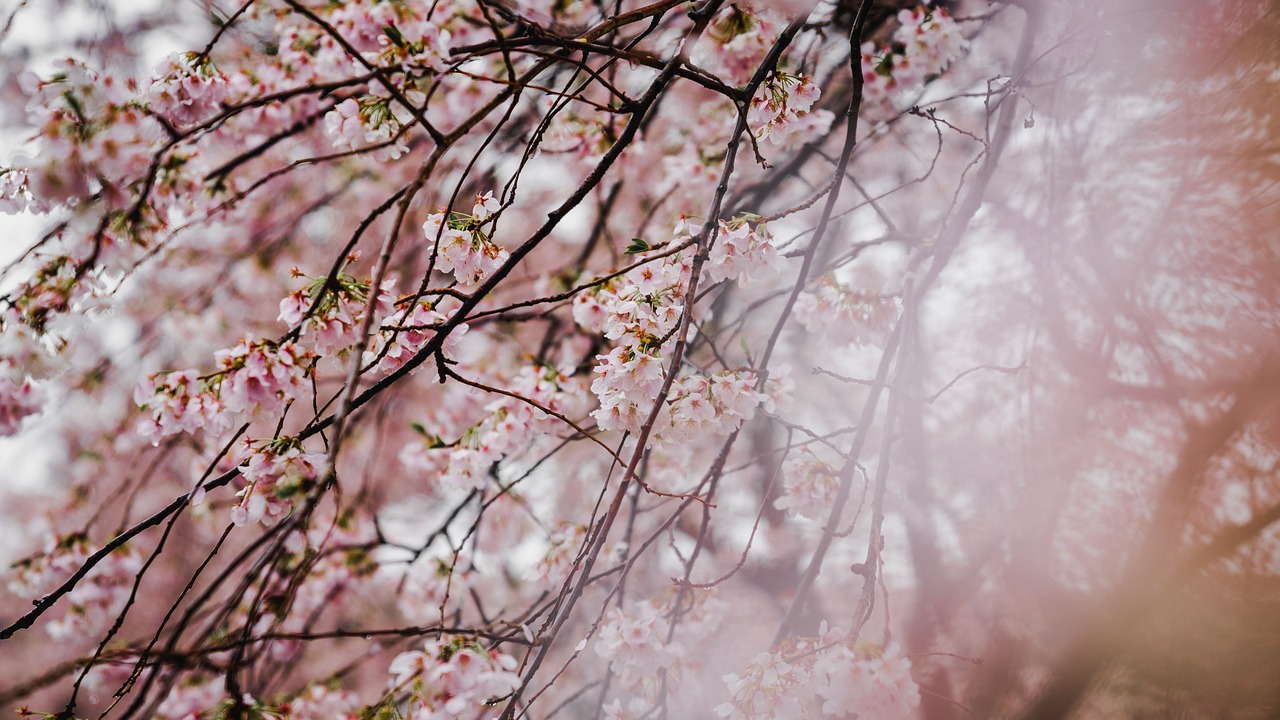 pink blossom trees free photo