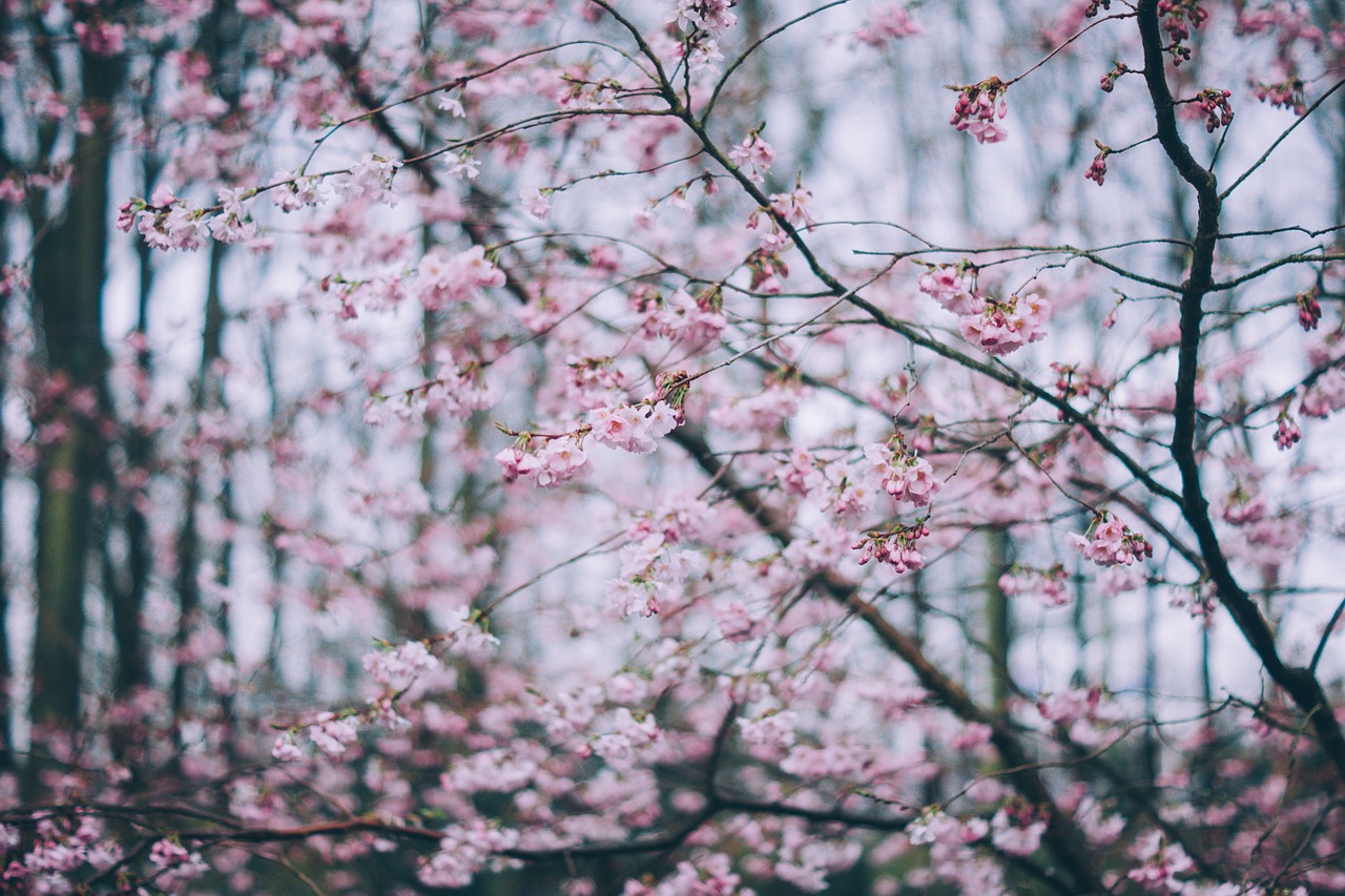 pink blossoms bloom free photo