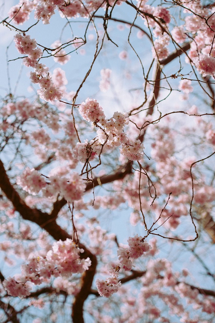 pink blossoms bloom free photo