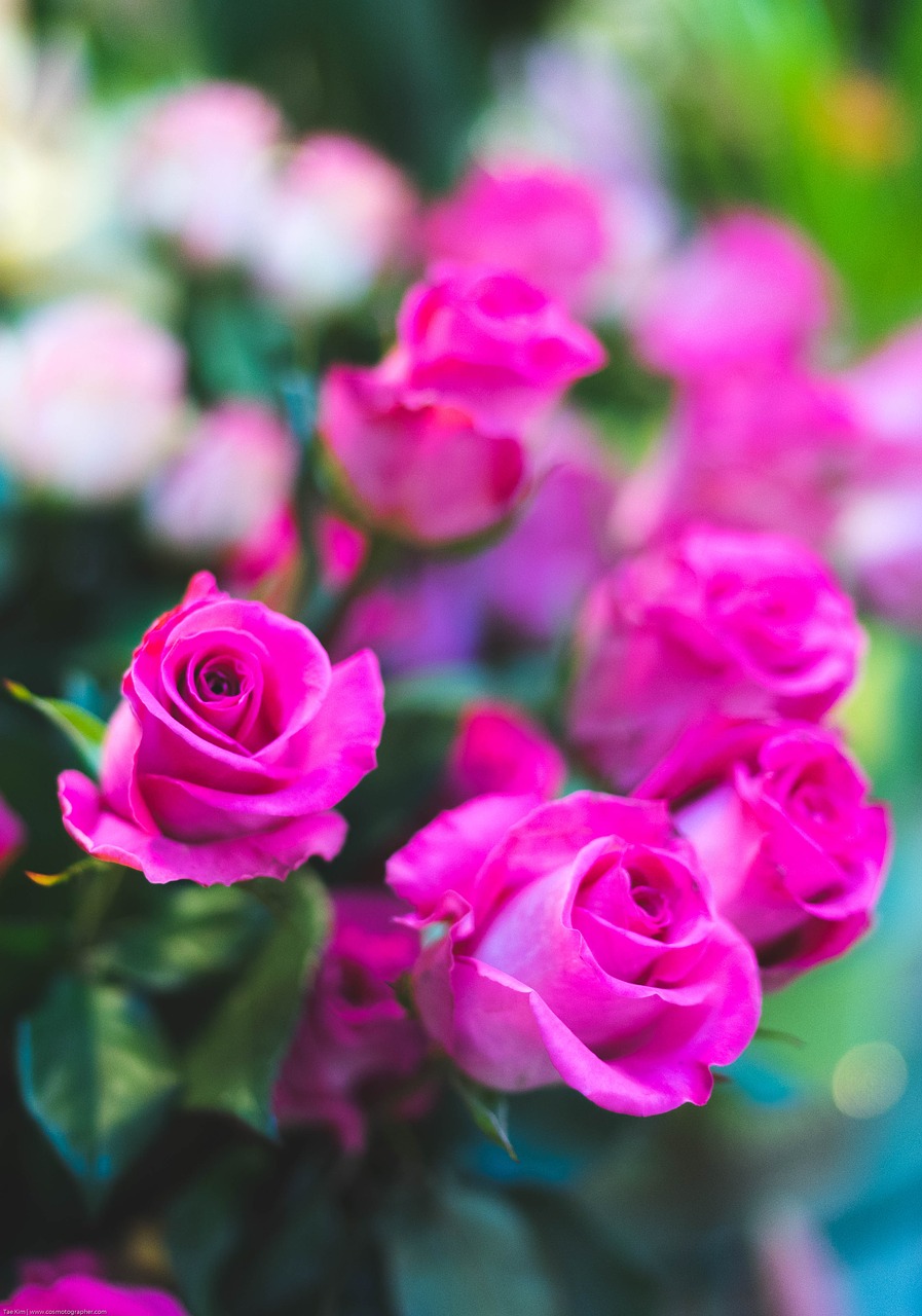 pink rose flower free photo