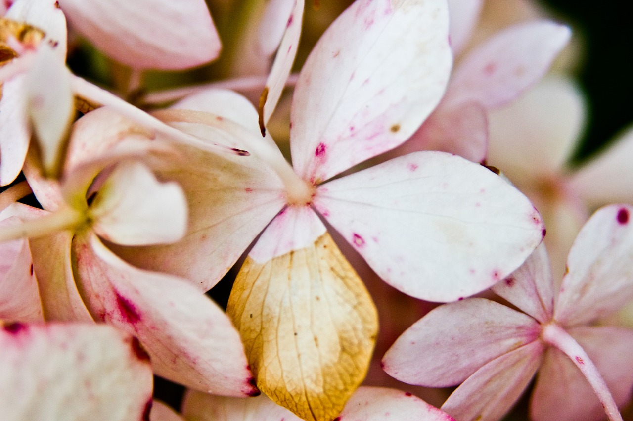 pink flowers petal free photo