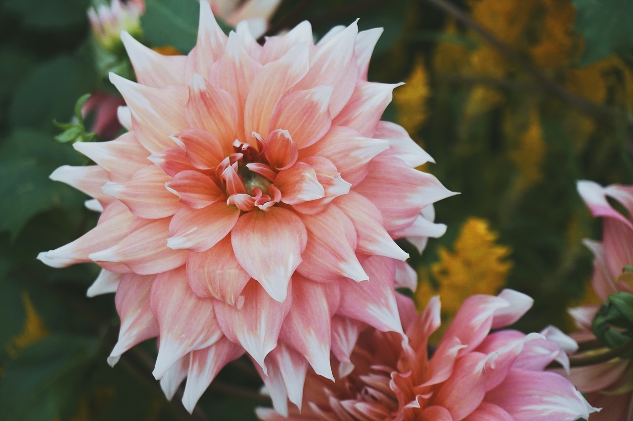 pink petal flower free photo