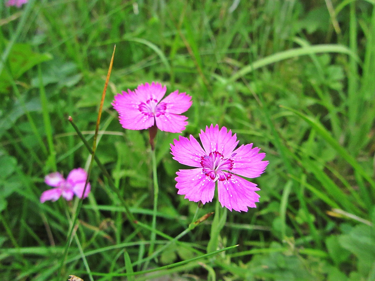 pink pink flower nature free photo