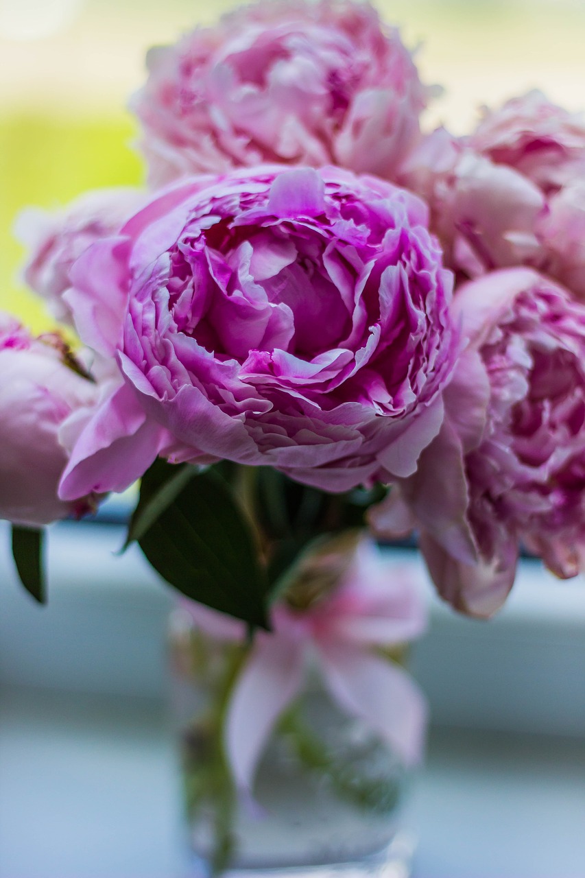 pink flower bloom free photo