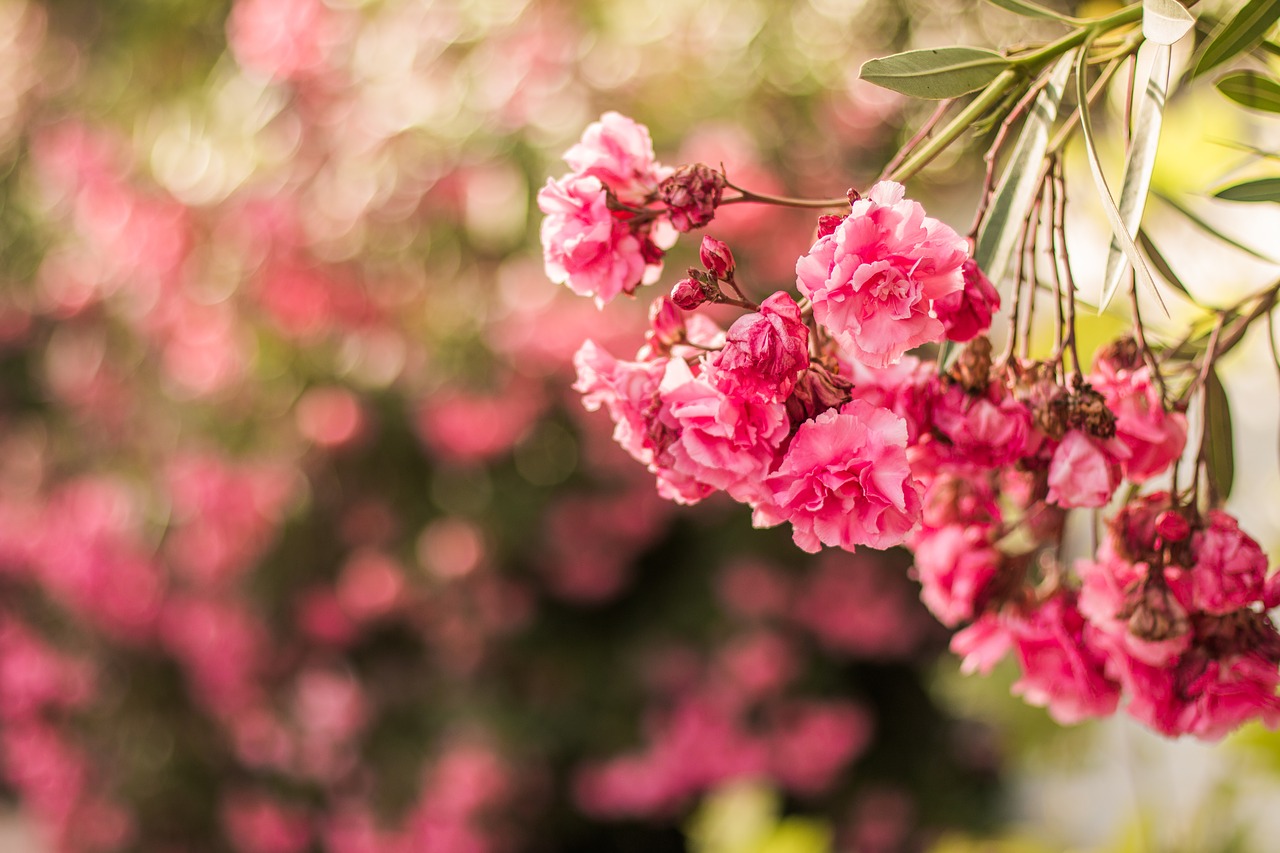 pink flower bokeh free photo