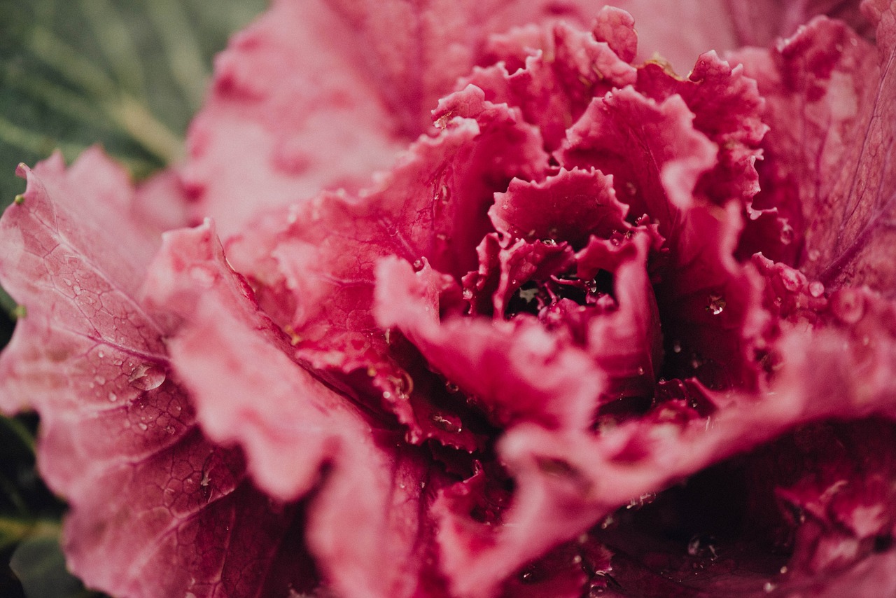 pink leaf lettuce free photo