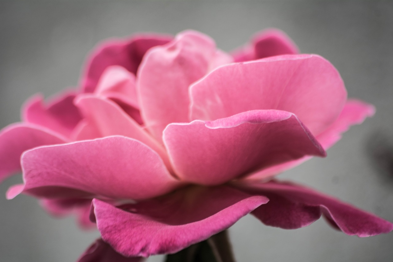 pink petal rose free photo