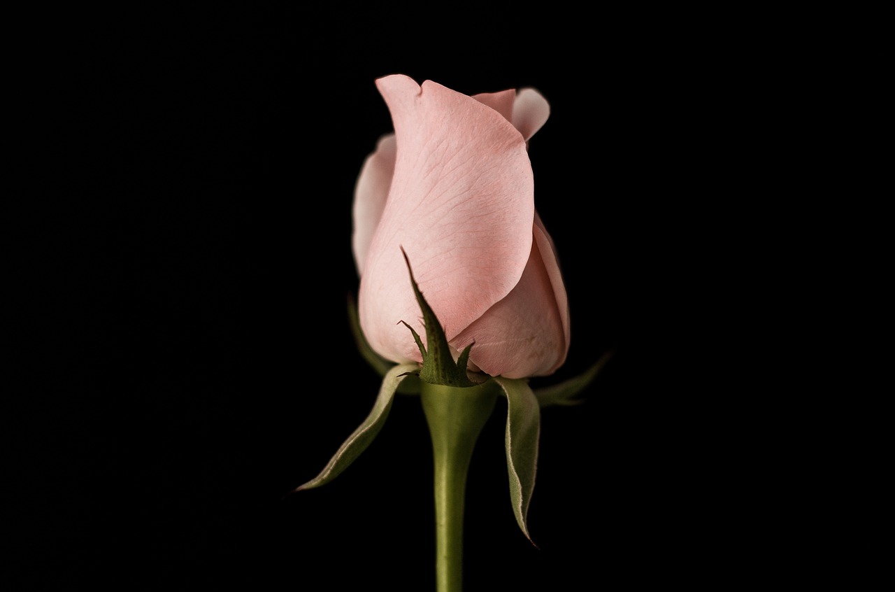 pink petal rose free photo