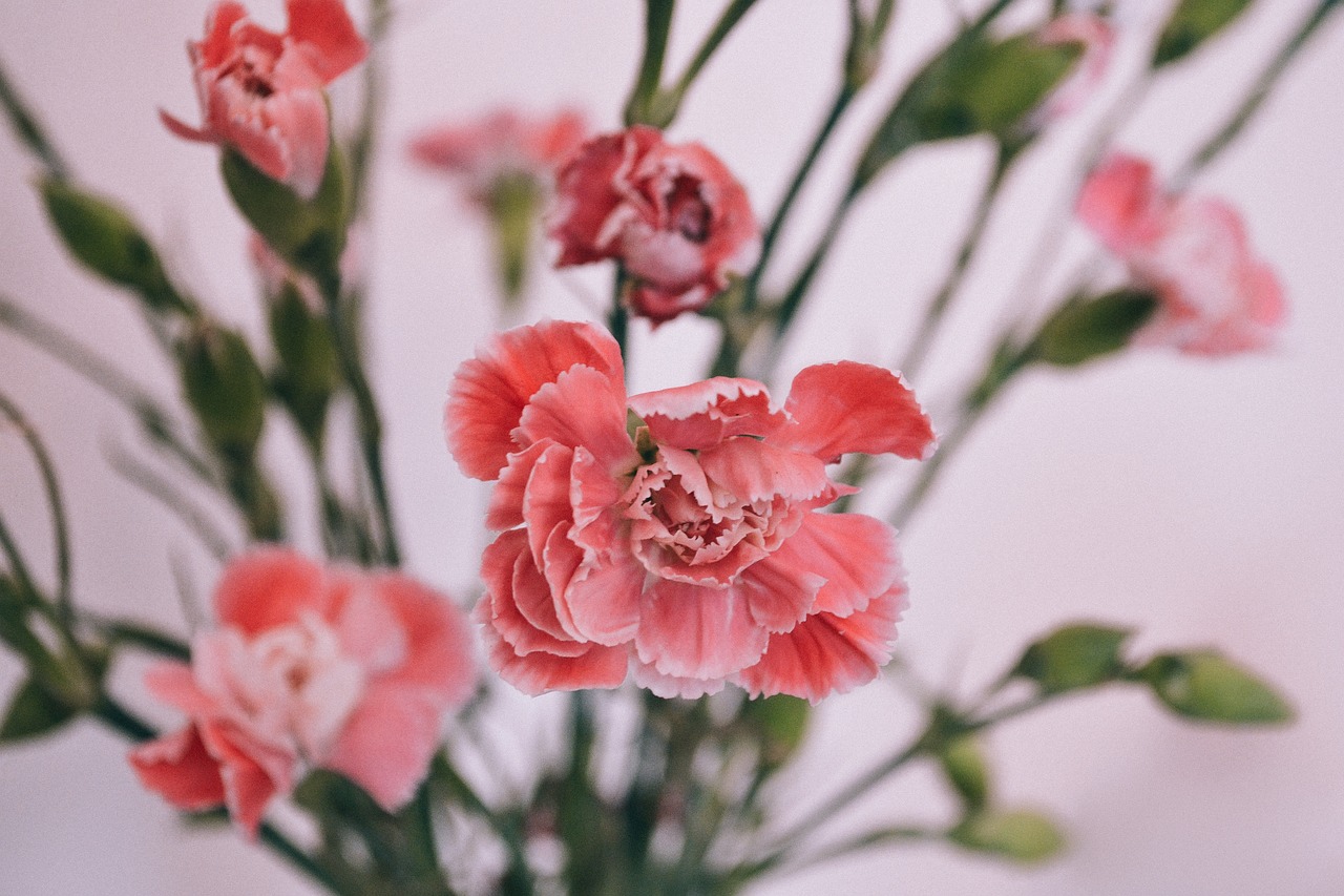 pink flower bloom free photo