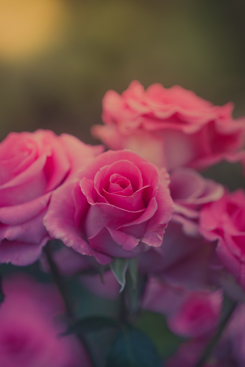 pink flower rose free photo