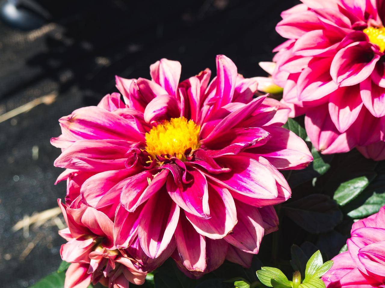 pink flower petals free photo