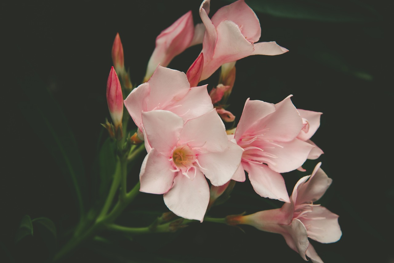 pink flower petal free photo