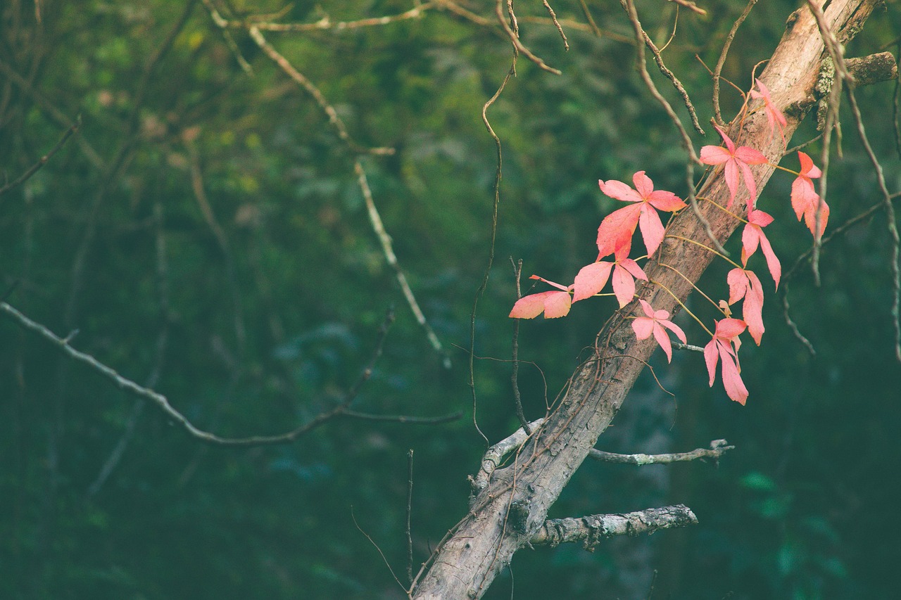 pink leaves vine free photo