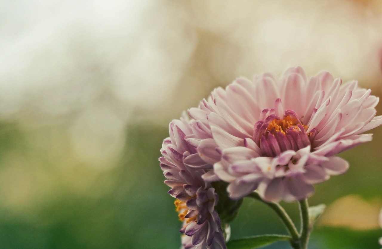 pink flower petals free photo