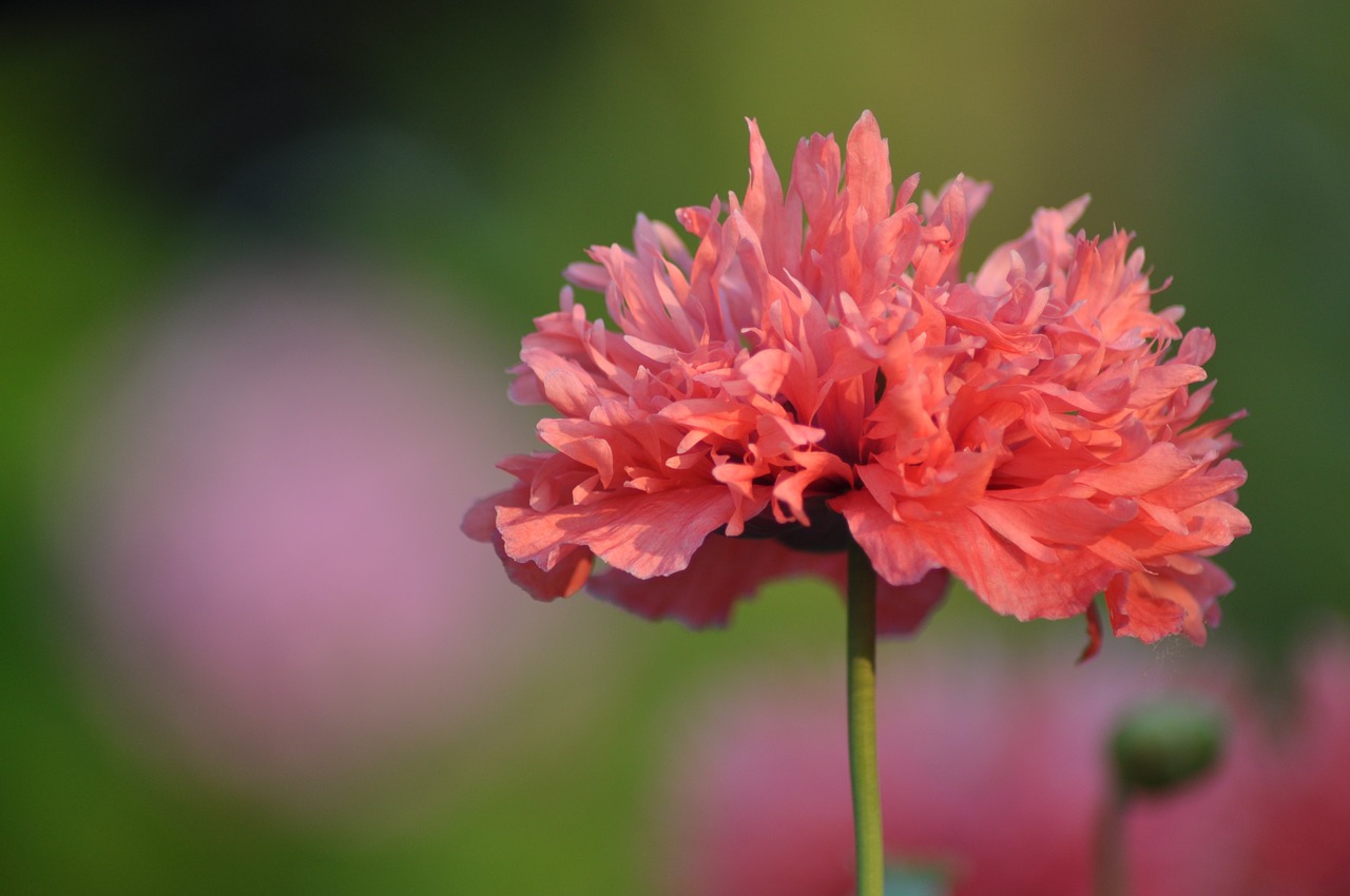 pink flower garden free photo