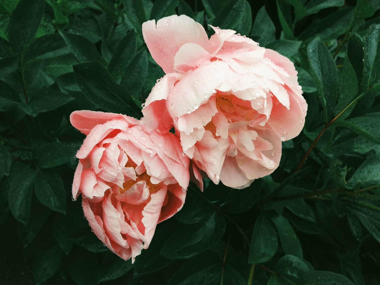 pink roses flowers free photo