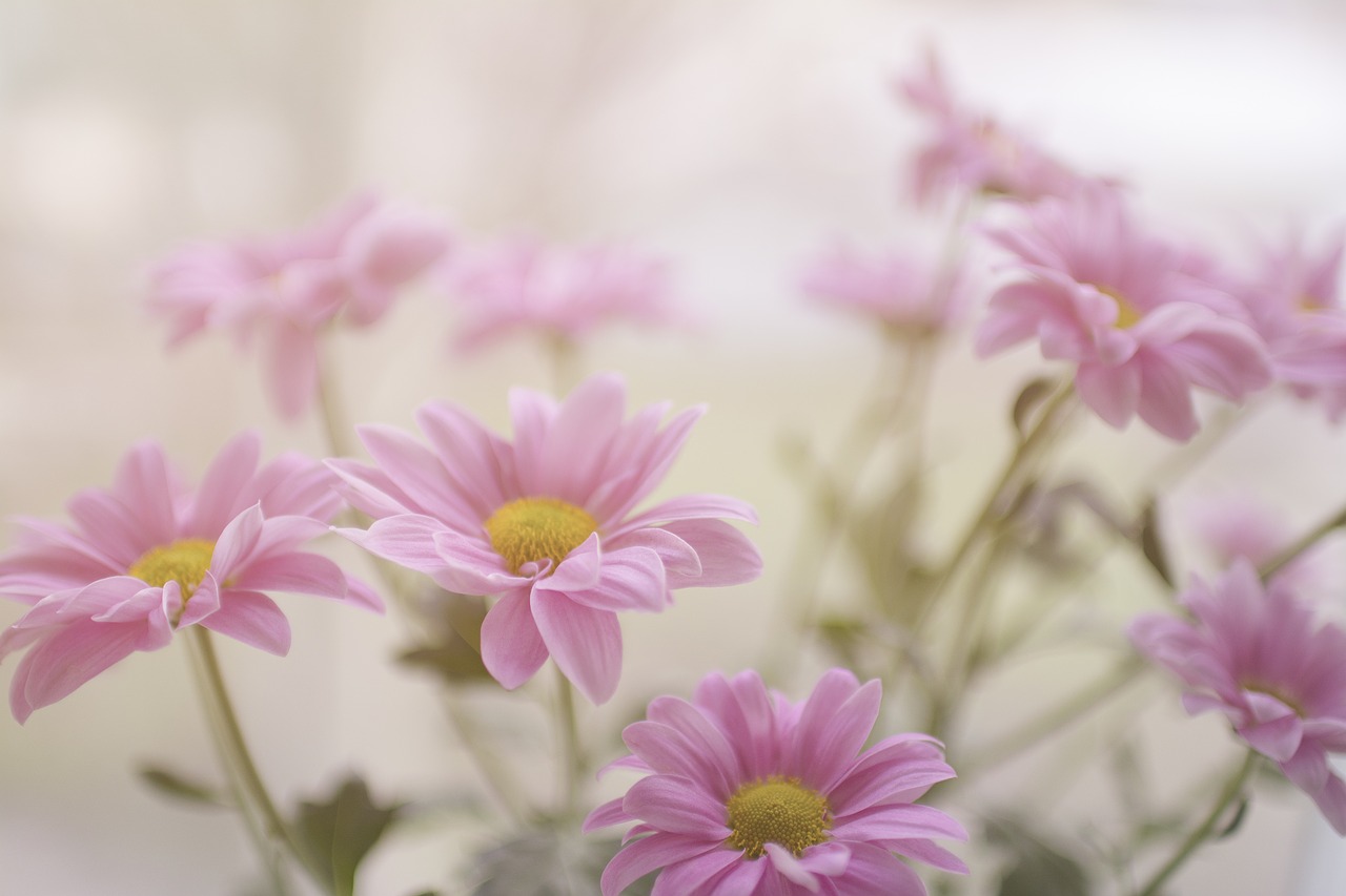 pink flowers garden free photo