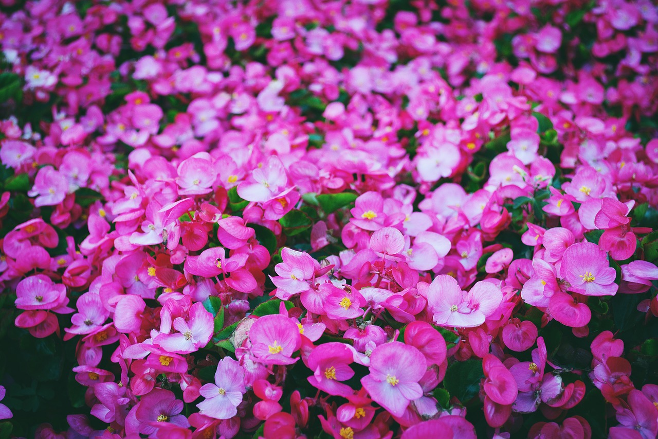 pink flowers garden free photo