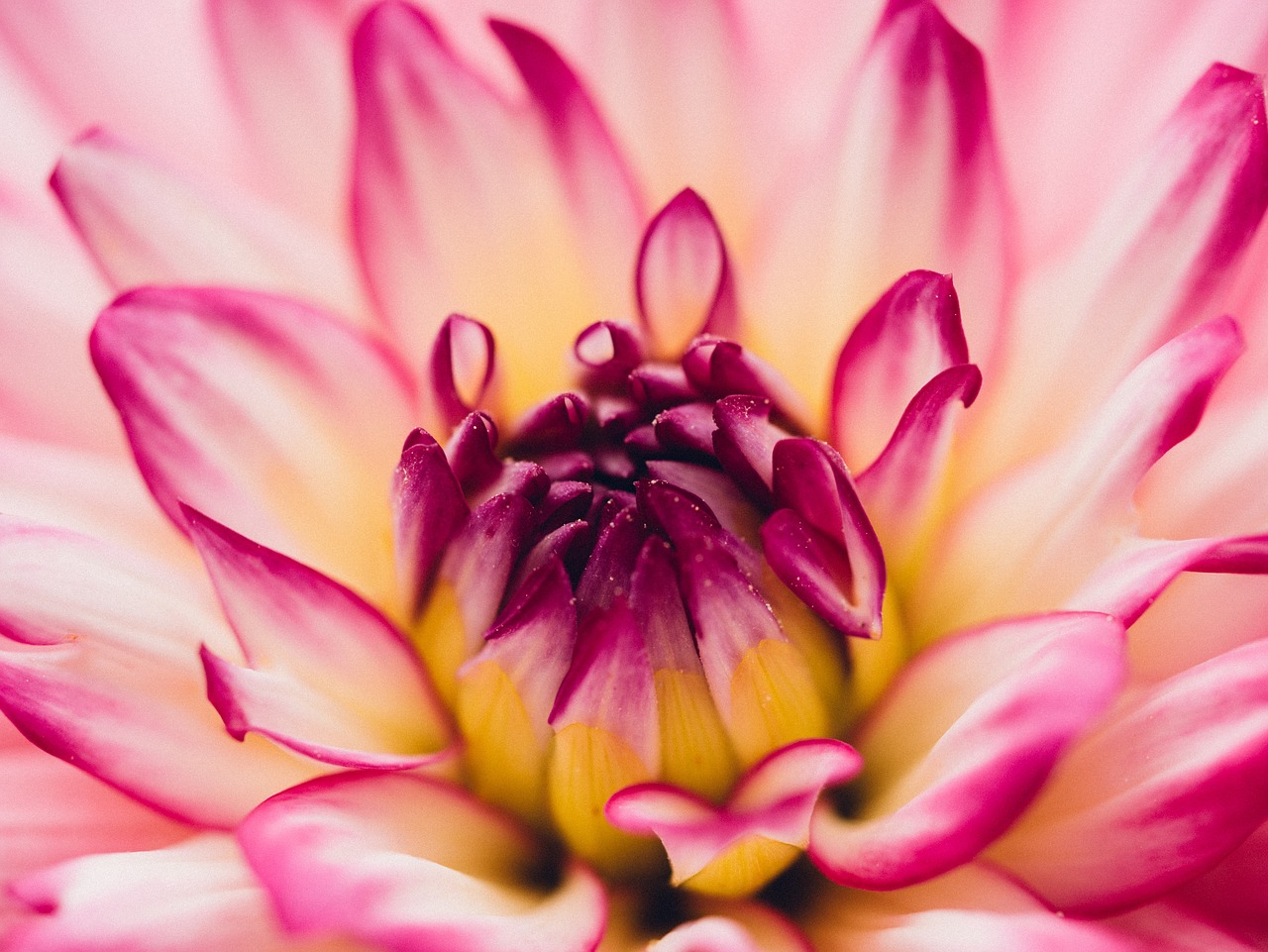 pink white flower free photo