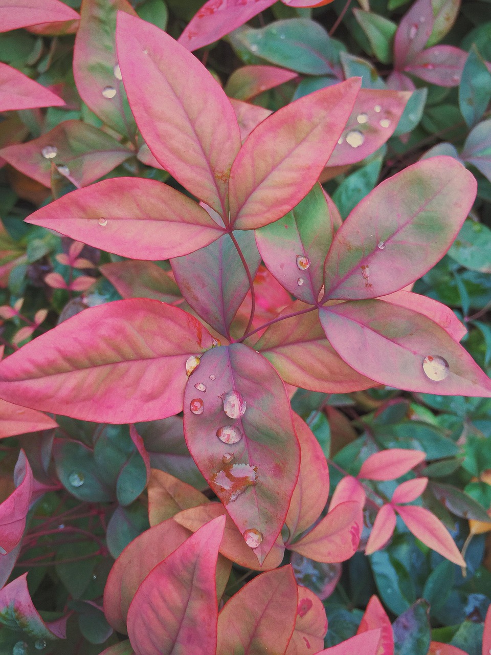 pink flowers garden free photo