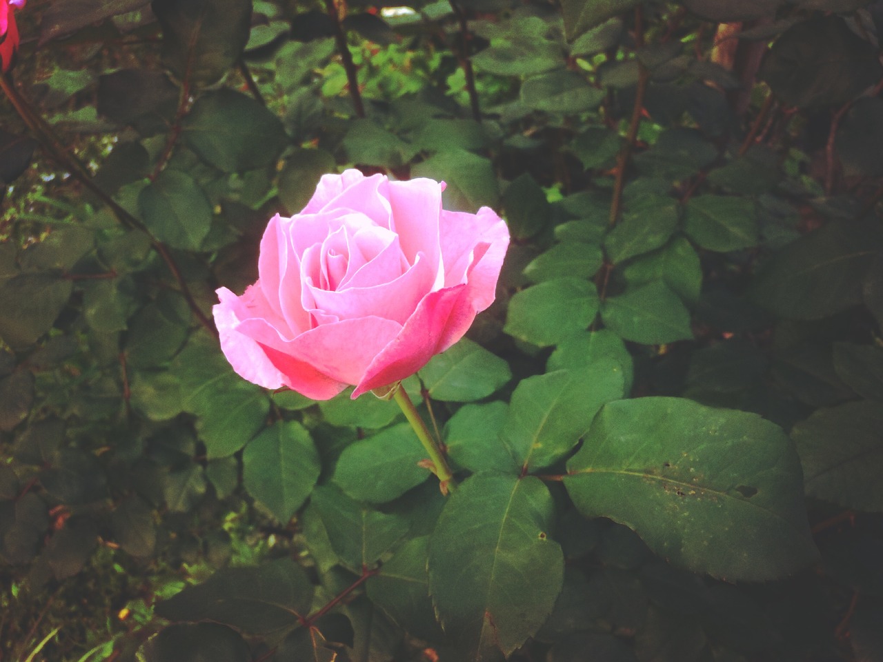 pink rose flower free photo