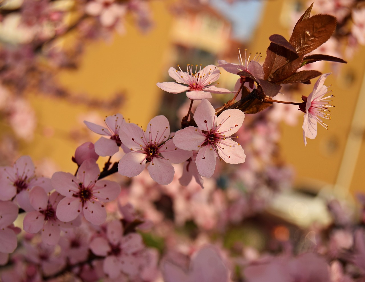 pink flower spring free photo