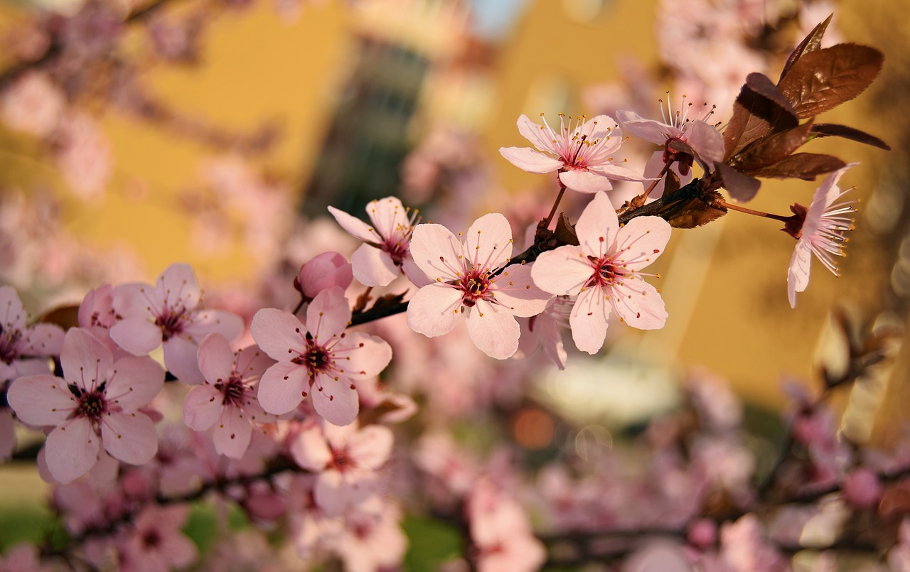 pink flower spring free photo