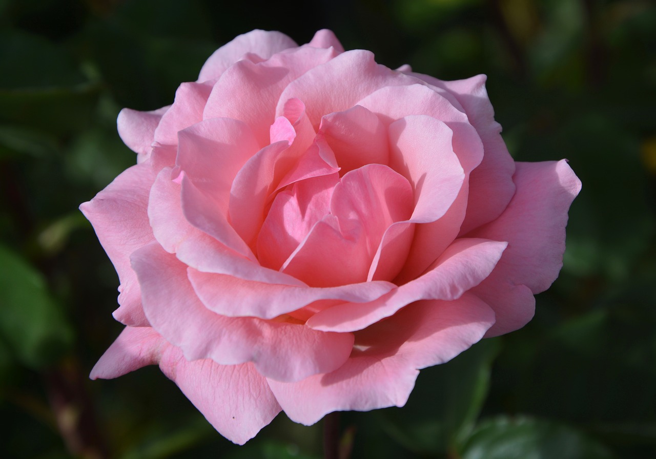 pink color pink rosebush free photo