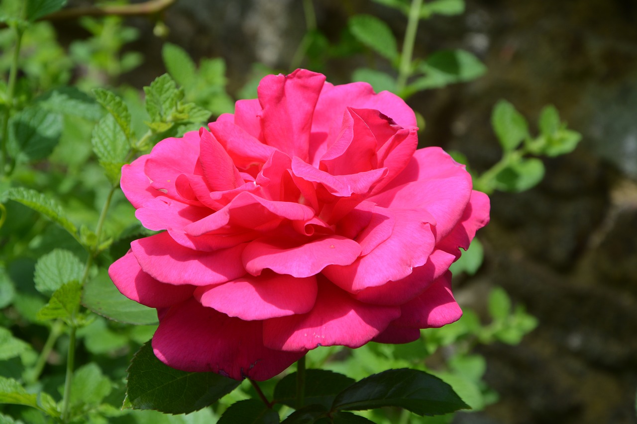 pink rose thorn shrub spicy free photo