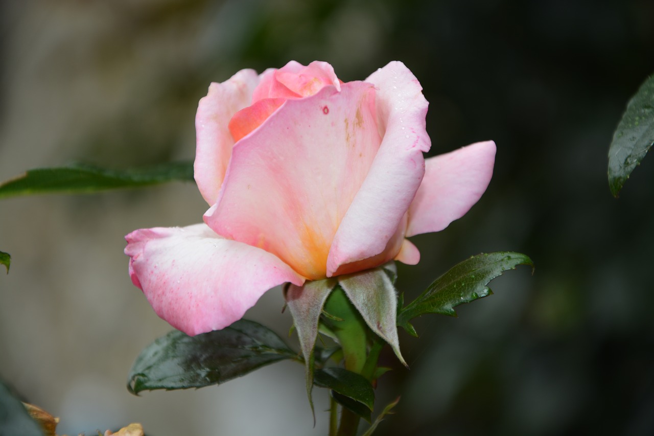 pink rosebush flower free photo
