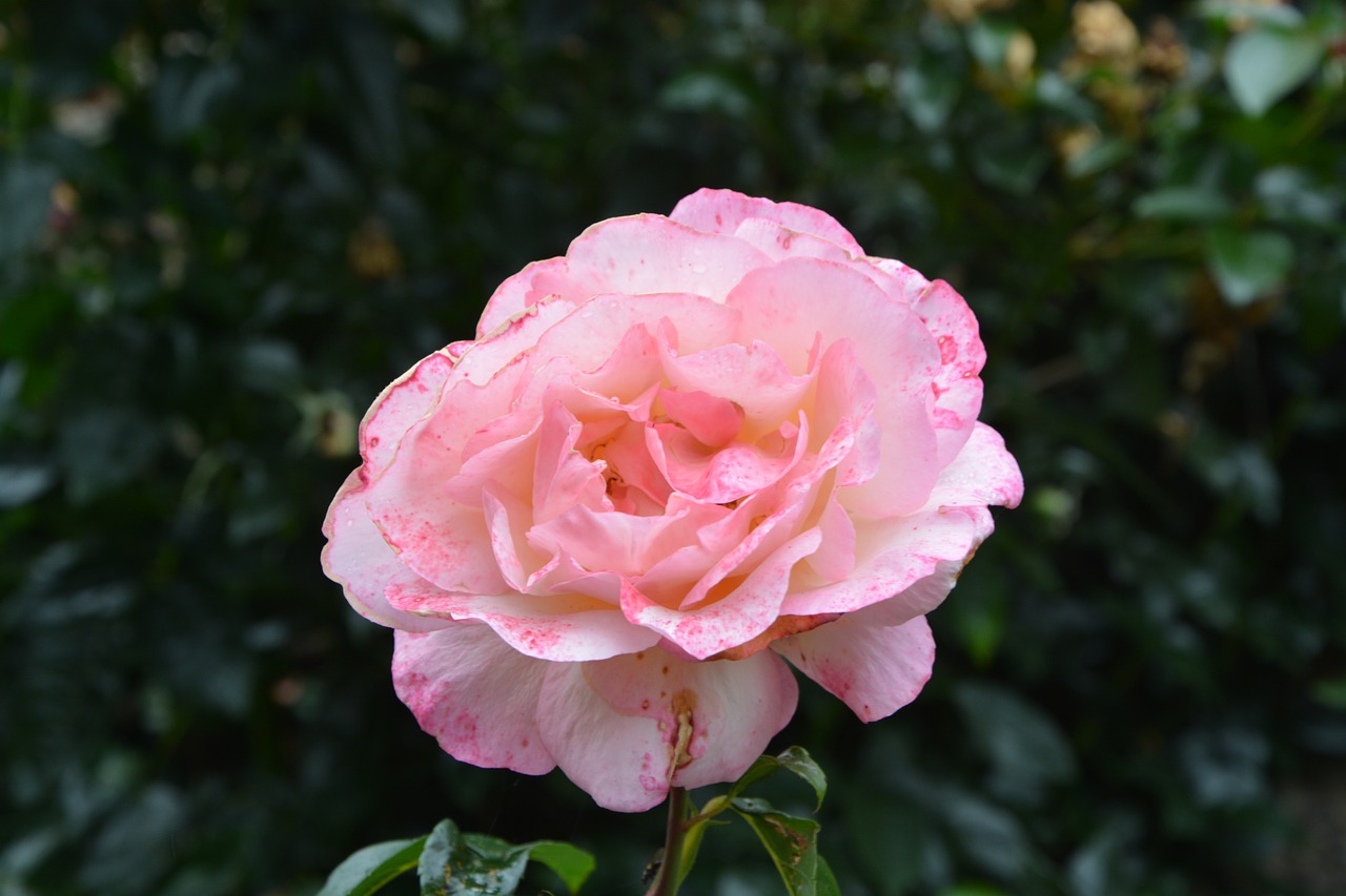 pink rosebush pale pink free photo