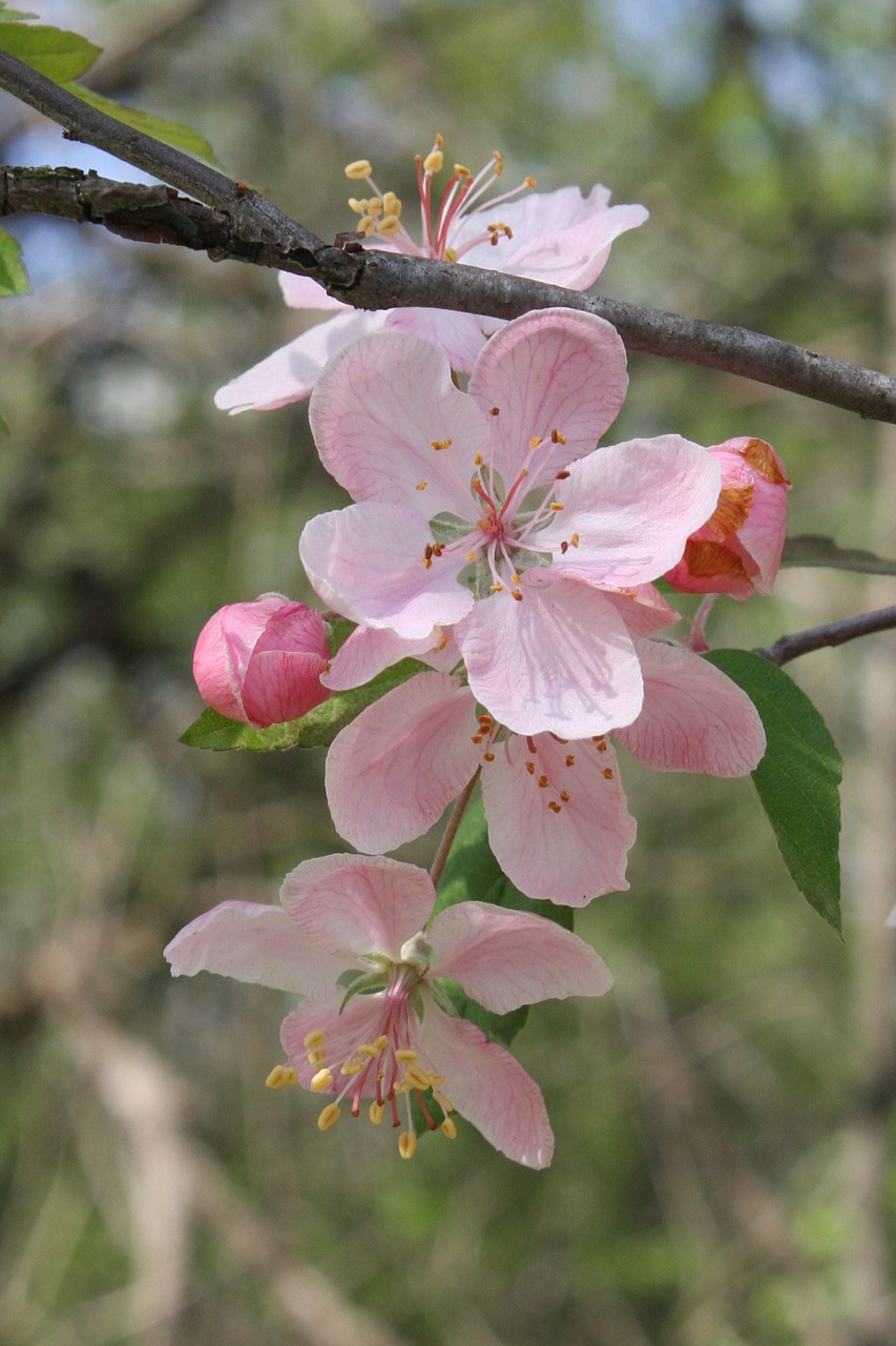 pink apple blossom free photo