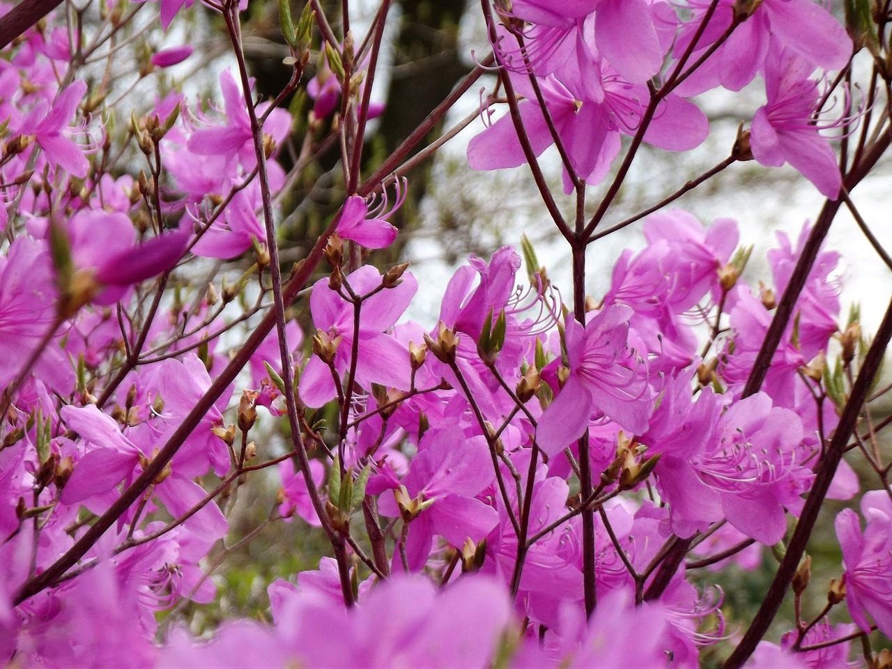 pink flower flowers free photo