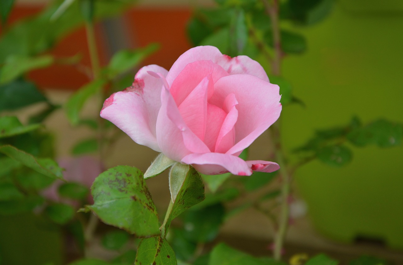 pink rosebush green leaf free photo