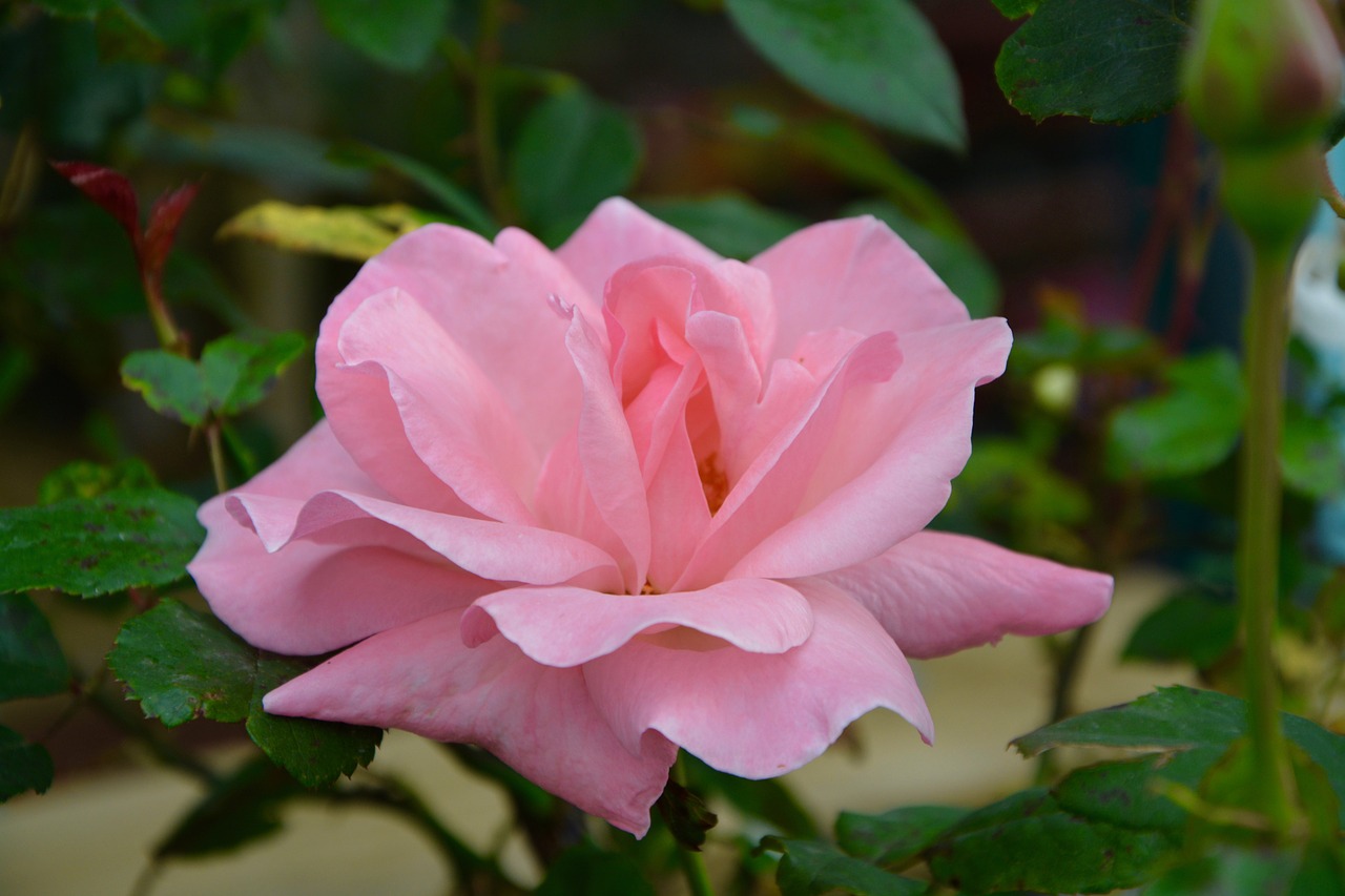 pink blossomed nature free photo