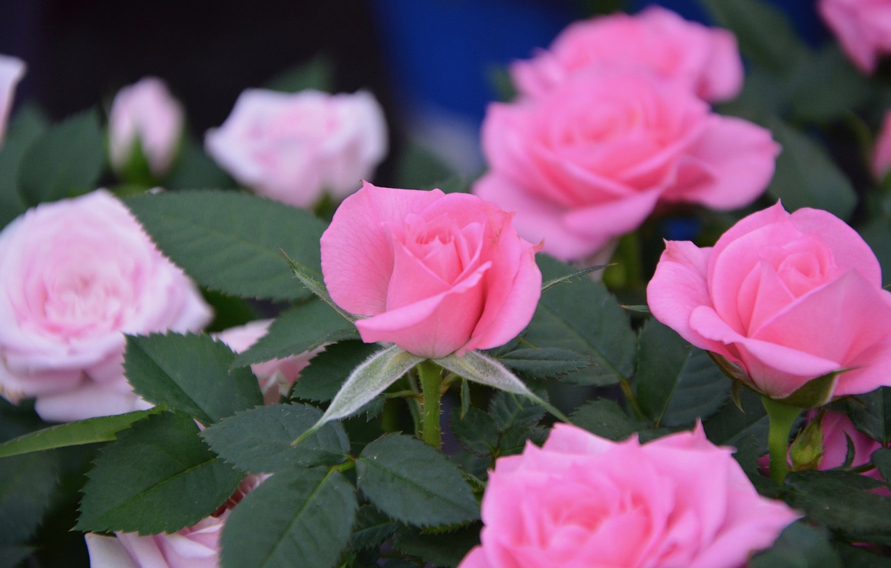 pink rosebush plant free photo