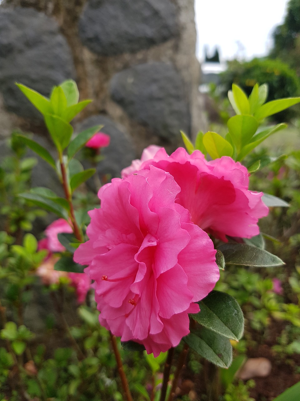 pink flower nature free photo