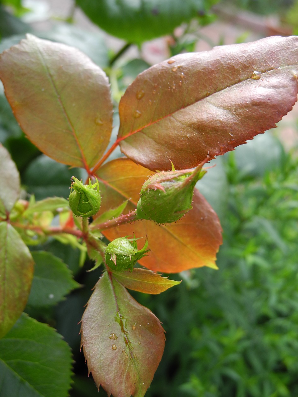 pink buds bright colors free photo