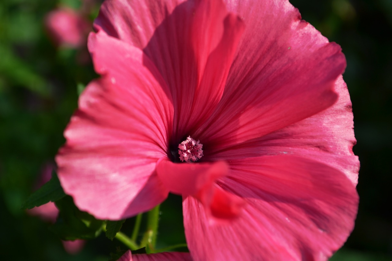 pink blossom bloom free photo