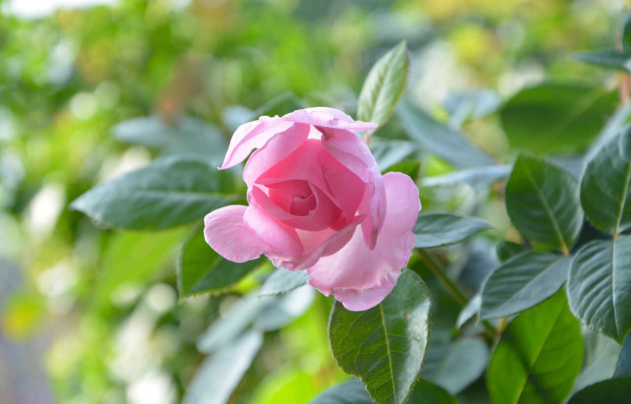 pink rosebush green leaves free photo