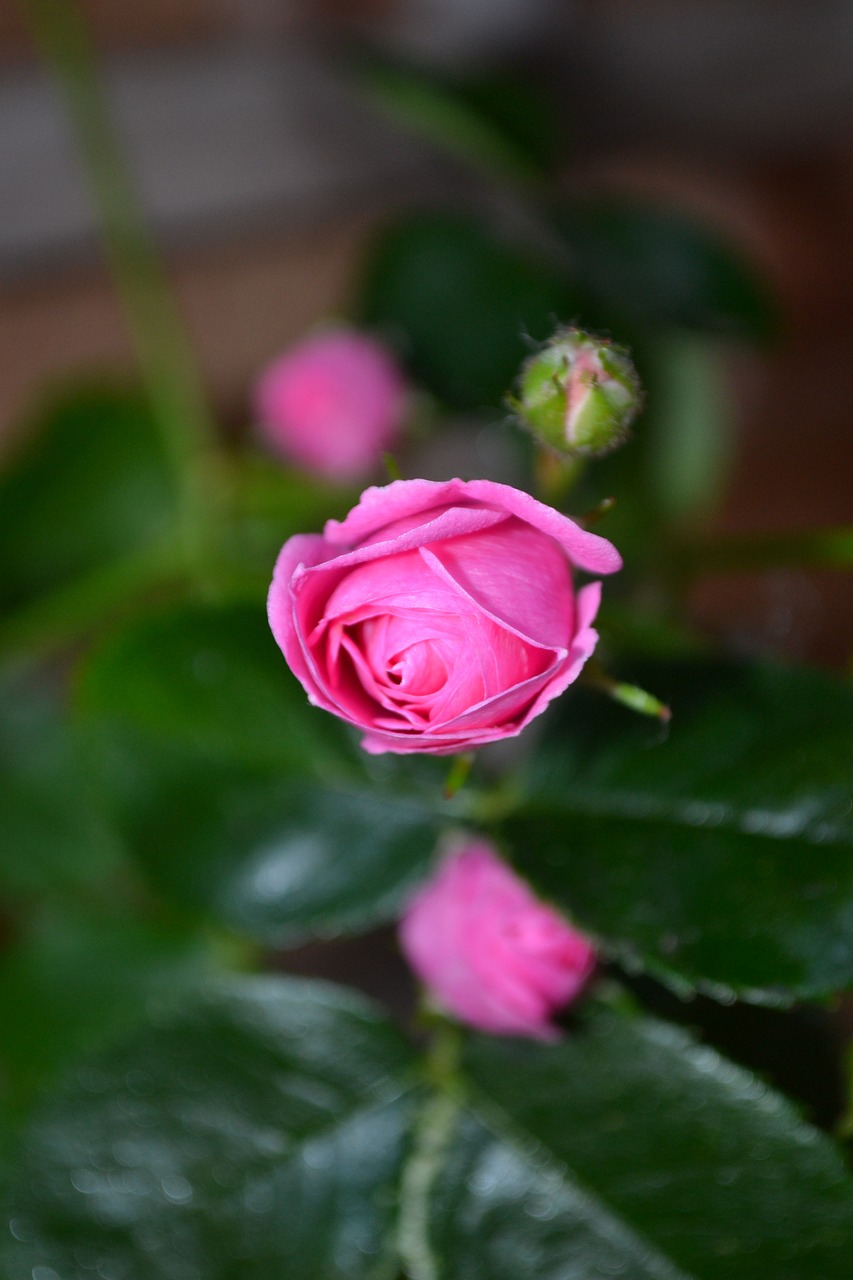 pink rose bud free photo