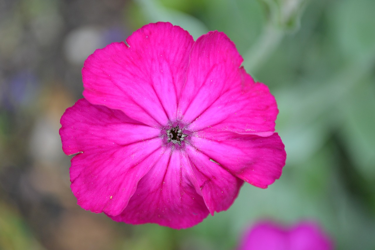 pink flower close-up free photo