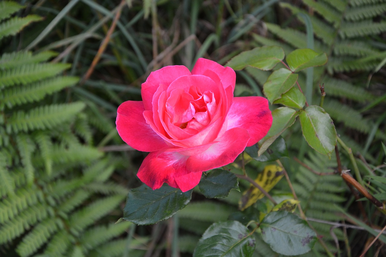 pink love tenderness offer free photo