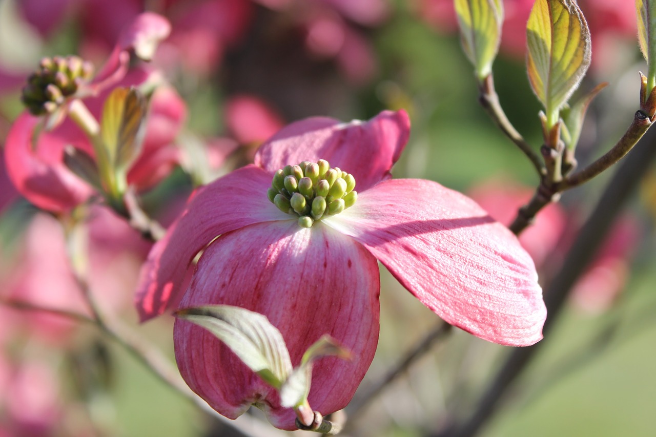 pink dogwood tree free photo