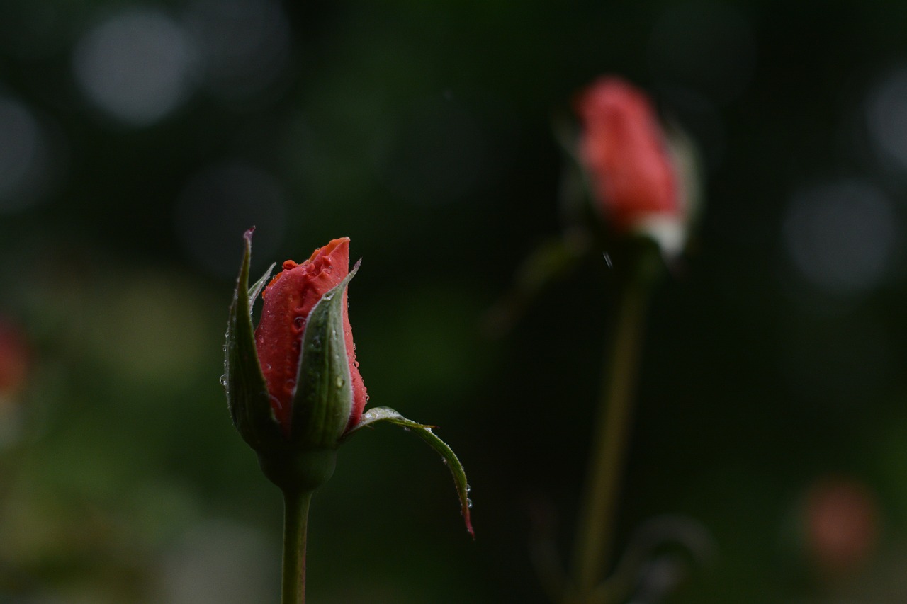 pink rose water free photo