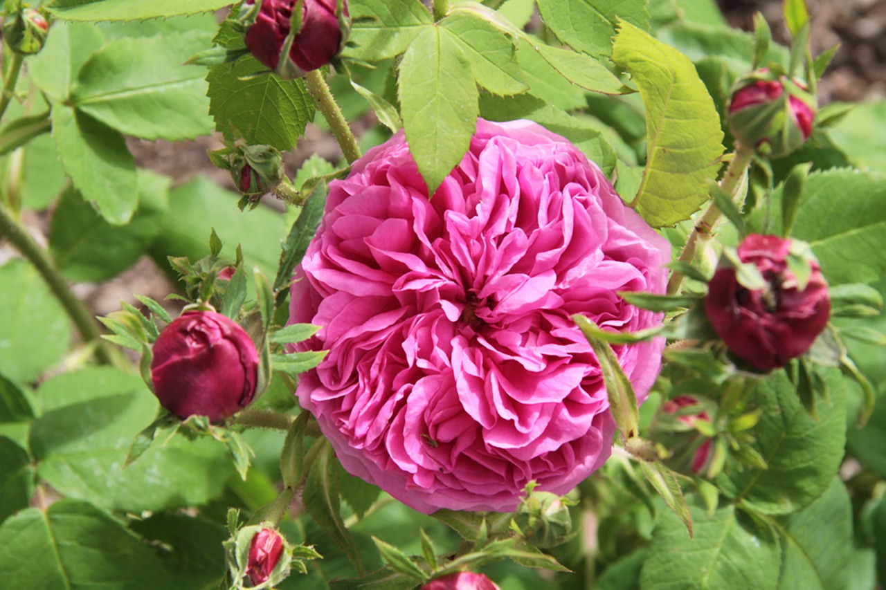 pink pink flower botany free photo