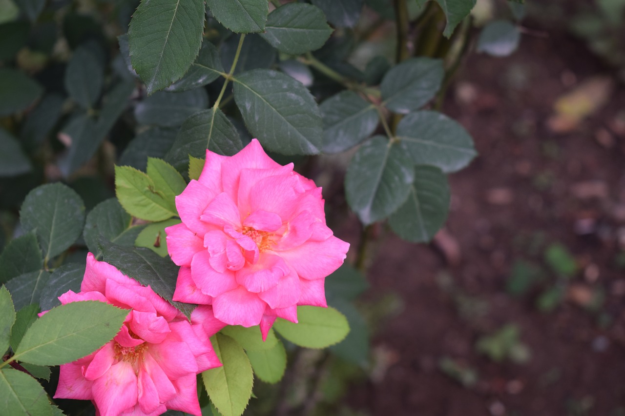 pink rose flower free photo