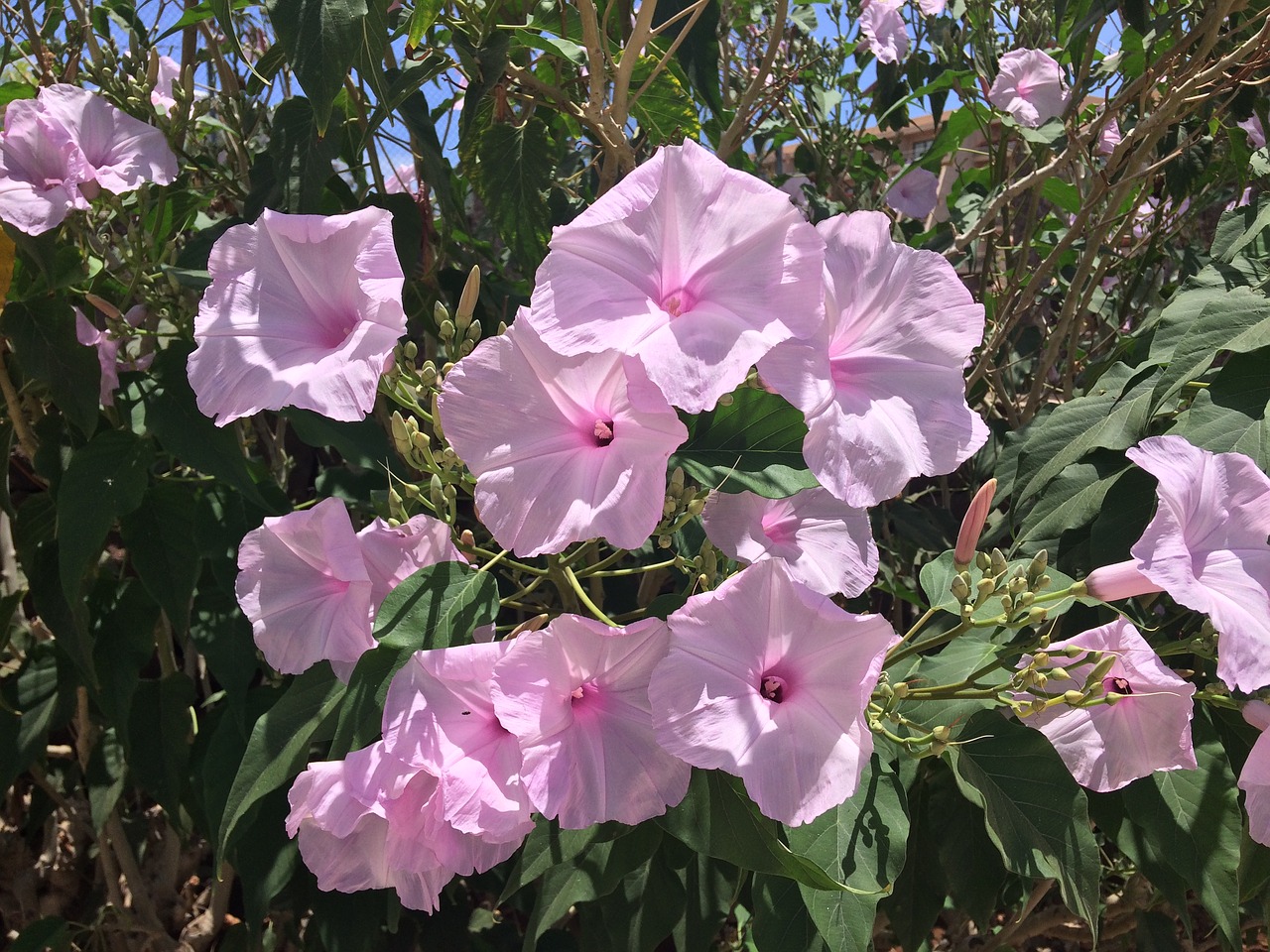 pink flowers bloom free photo